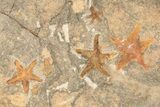 Four Ordovician Starfish (Petraster?) Fossils - Morocco #195862-1